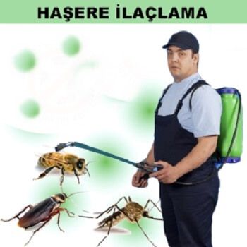 Şifne Böcek İlaçlama